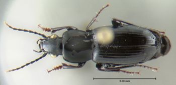 Media type: image;   Entomology 600399 Aspect: habitus dorsal view